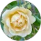 Trisha Parsons Avatar